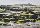 Lindisfarne Castle from Embleton Bay.jpg